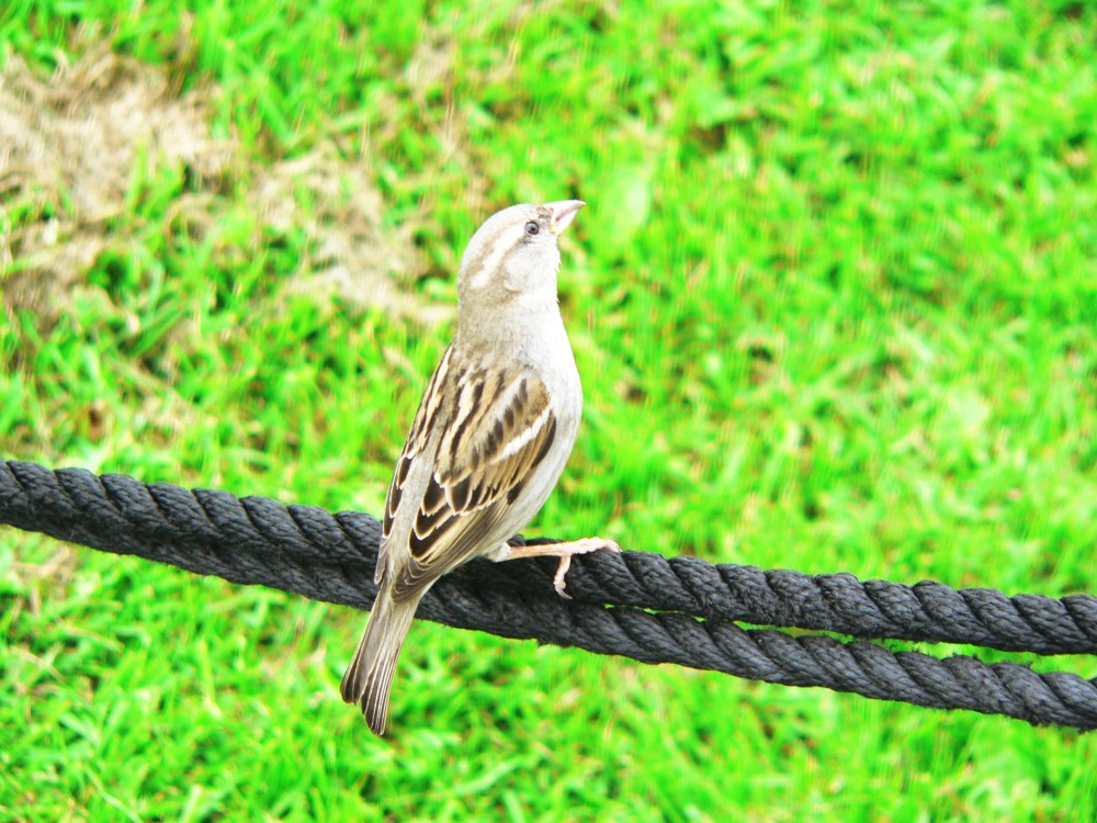 DeBourbon_2014-05-21 14-17-28.jpg