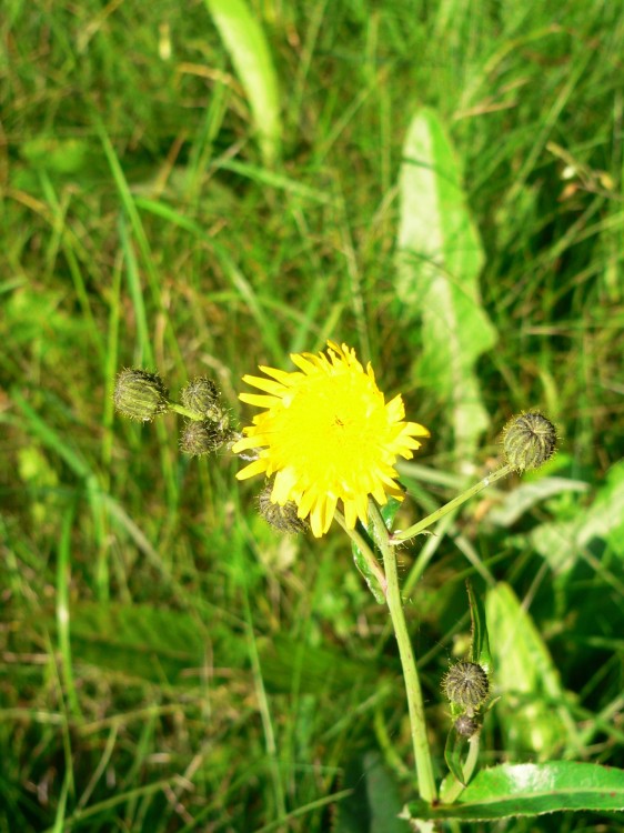 MY Neptunus_2015-09-09 18-09-06.jpg