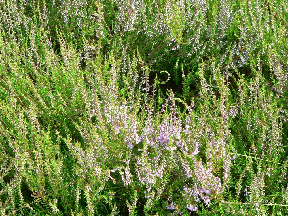 Amelinghausen16_2016-07-22 11-58-57.jpg