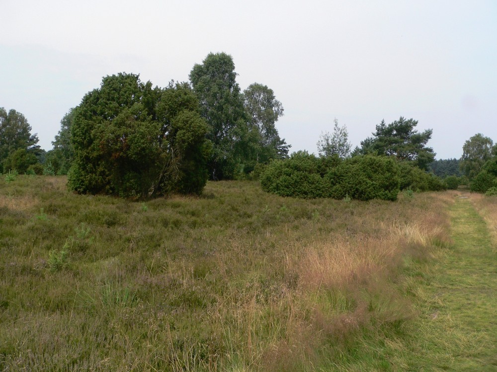 Amelinghausen16_2016-07-22 11-59-07.jpg