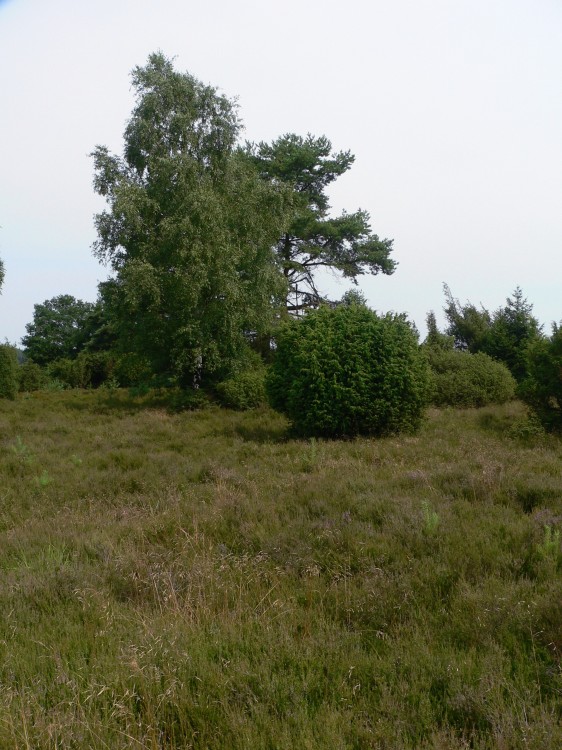 Amelinghausen16_2016-07-22 11-59-20.jpg