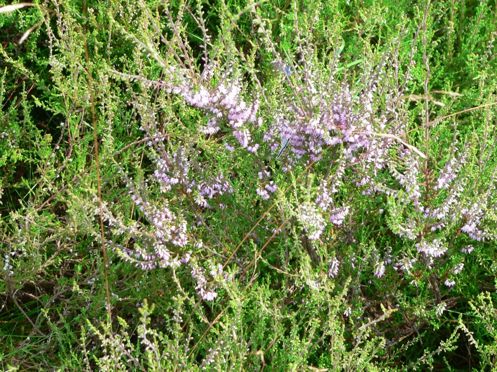 Amelinghausen16_2016-07-22 12-01-09.jpg