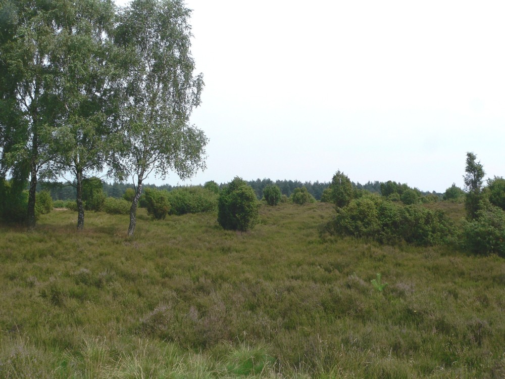 Amelinghausen16_2016-07-22 12-02-07.jpg
