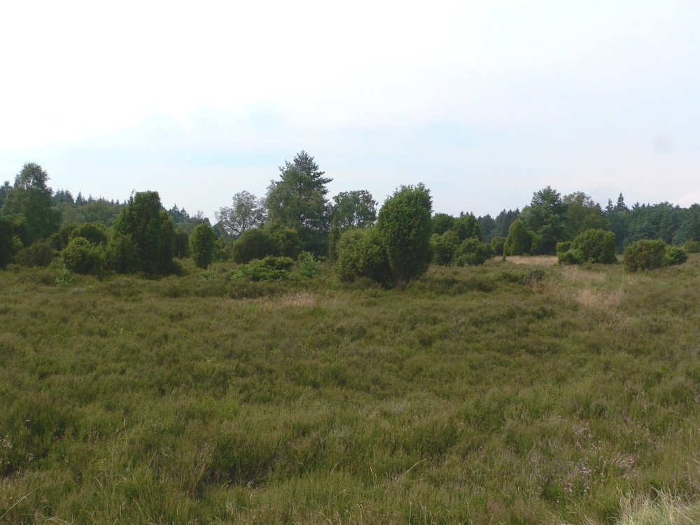 Amelinghausen16_2016-07-22 12-05-45.jpg