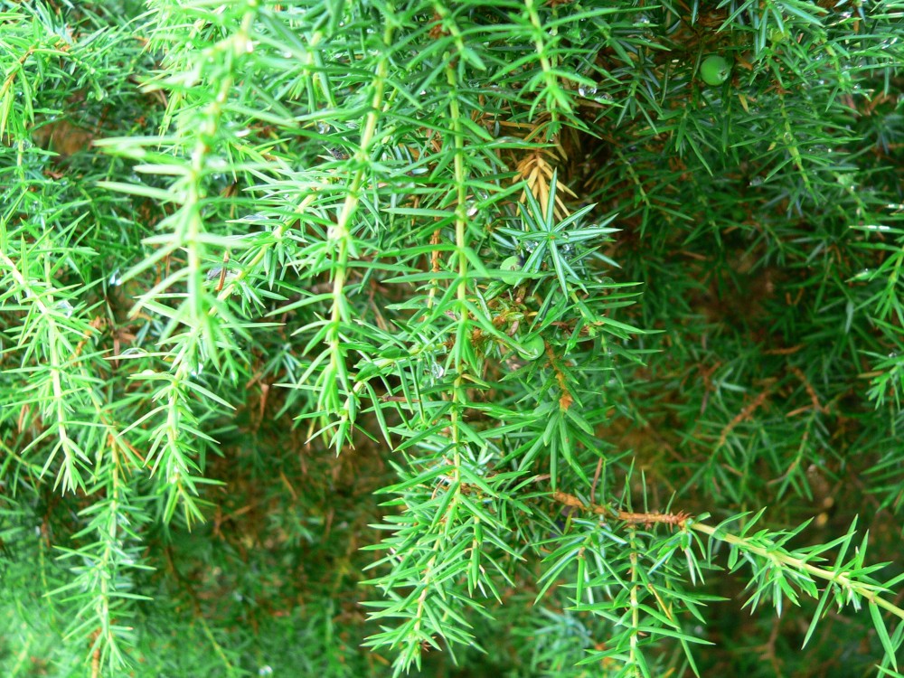 Amelinghausen16_2016-07-22 12-08-46.jpg
