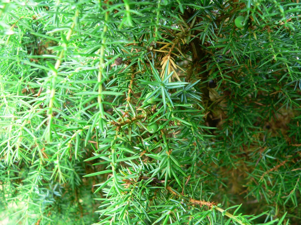 Amelinghausen16_2016-07-22 12-09-15.jpg