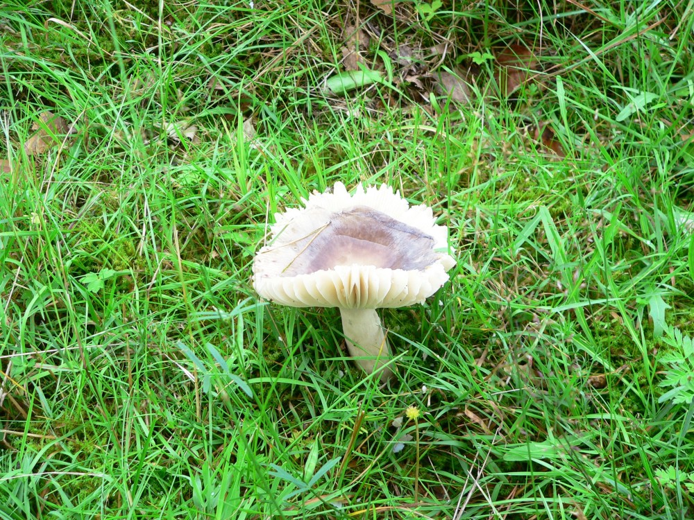Amelinghausen16_2016-07-22 12-23-33.jpg