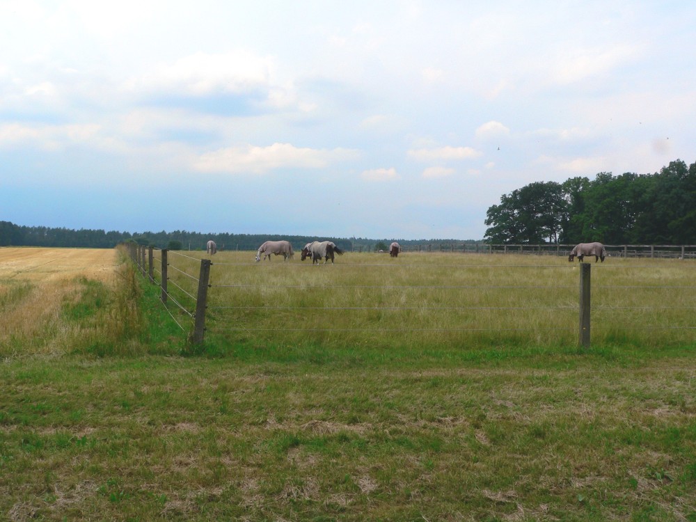 Amelinghausen16_2016-07-22 12-50-44.jpg