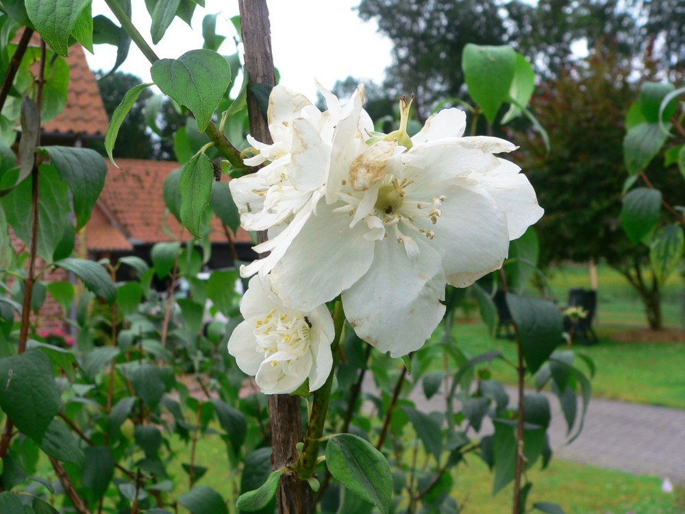 Amelinghausen16_2016-07-23 10-35-16.jpg
