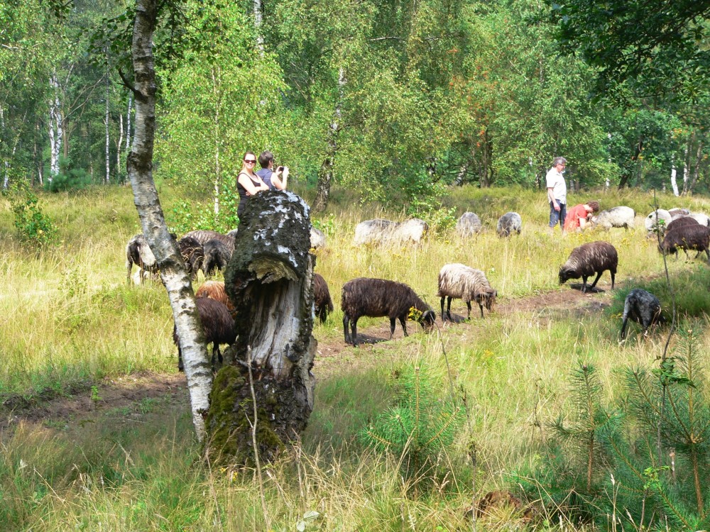 Amelinghausen16_2016-07-25 15-14-51.jpg