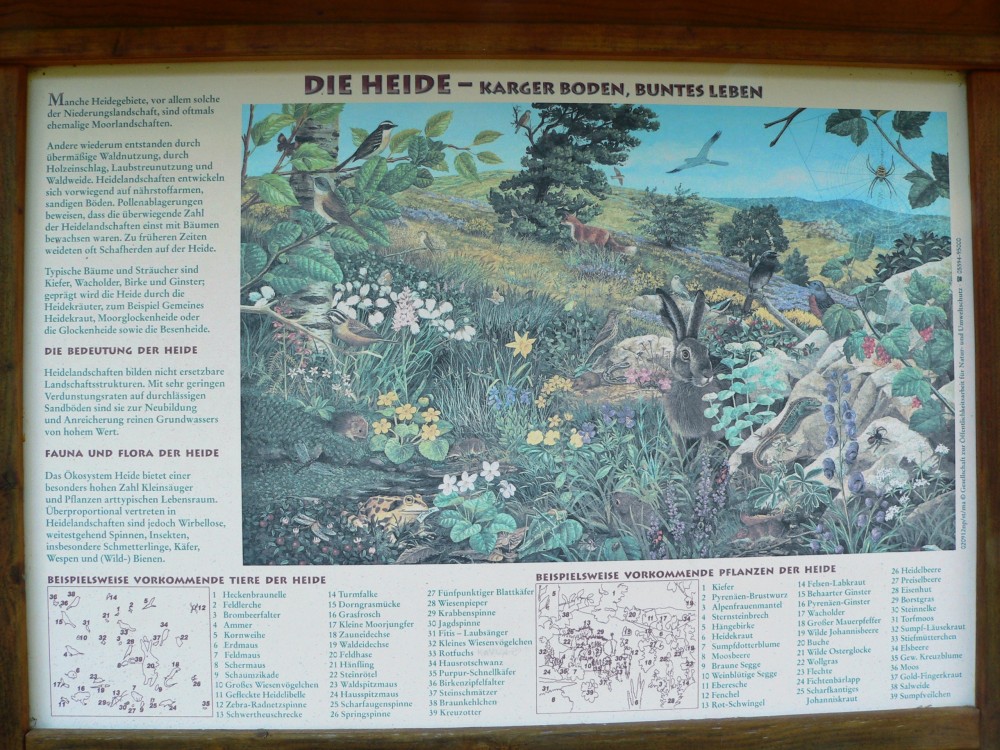 Amelinghausen16_2016-07-26 15-18-55.jpg