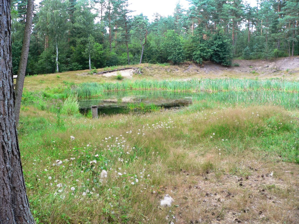 Amelinghausen16_2016-07-26 15-30-12.jpg