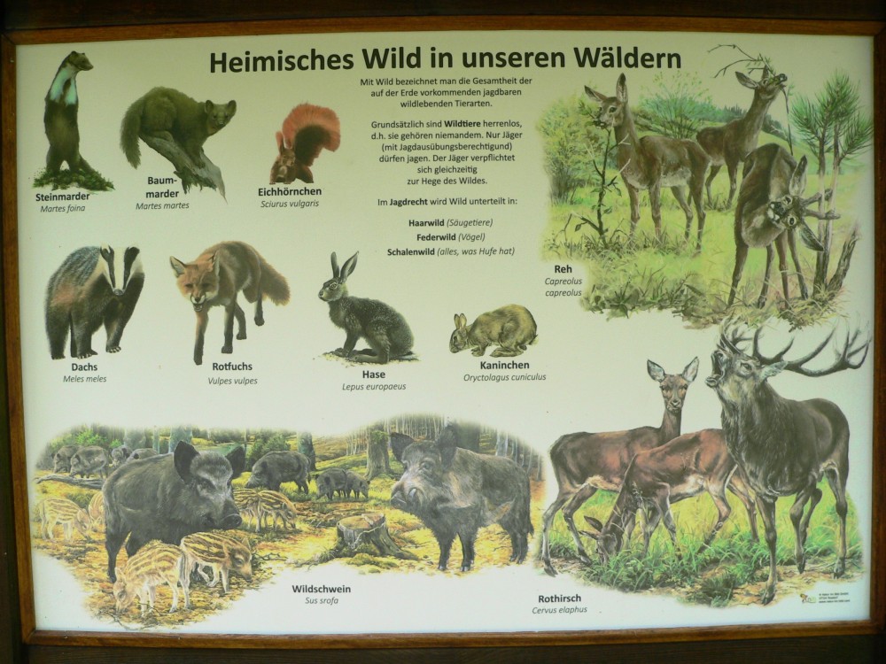 Amelinghausen16_2016-07-26 15-39-02.jpg