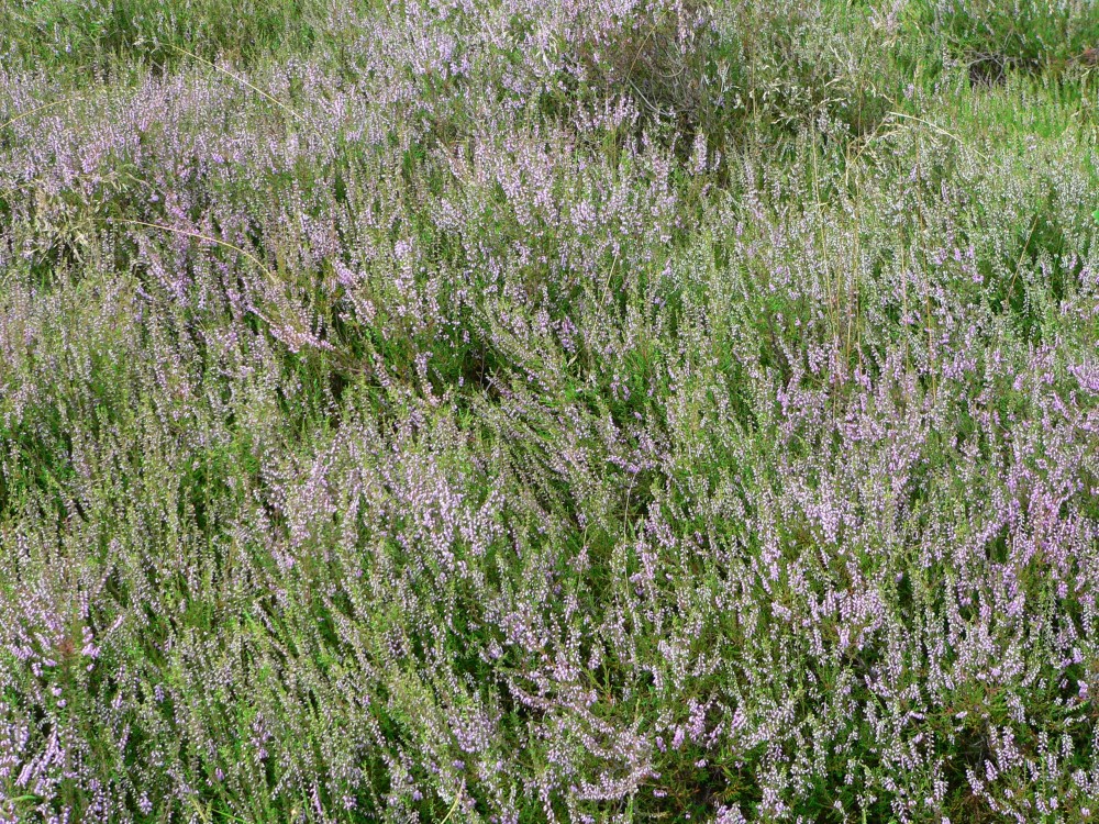 Amelinghausen16_2016-07-26 15-51-44.jpg