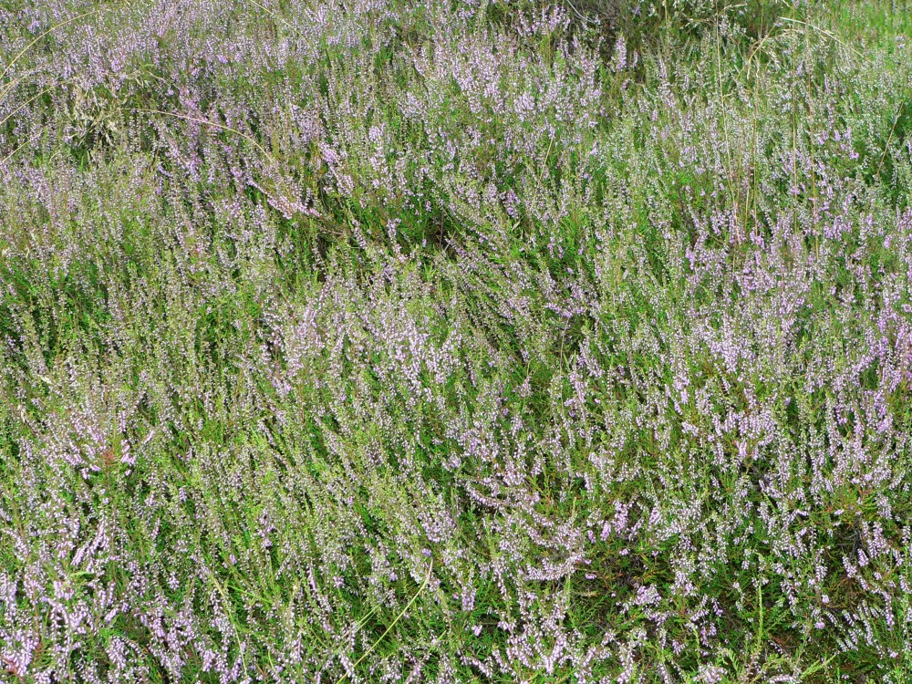 Amelinghausen16_2016-07-26 15-51-50.jpg