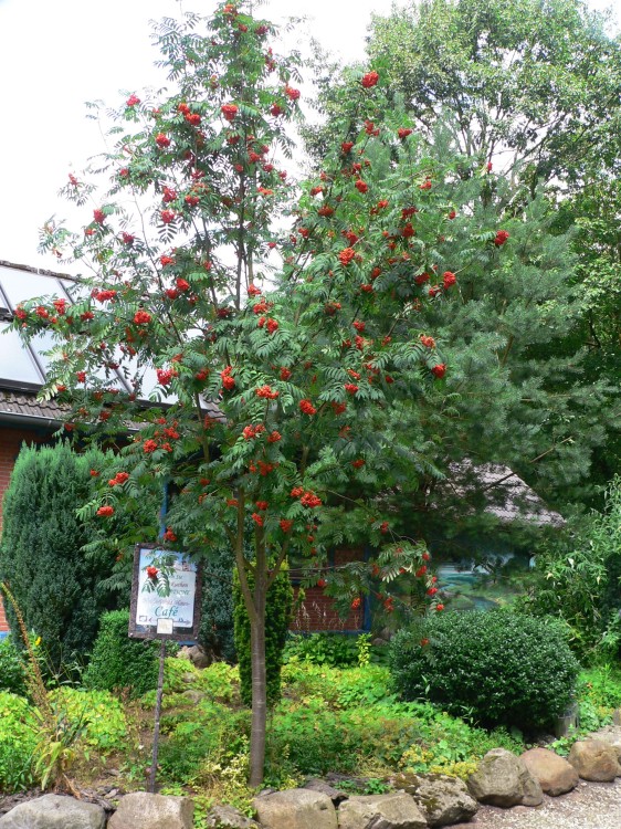 Amelinghausen16_2016-07-27 13-03-53.jpg